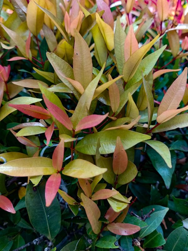 INFINIX Infinix X6815D 